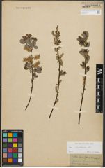 Foto von Salix starkeana Willd.